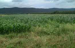 Teren in Iclod, suprafata 10000mp