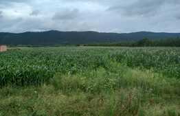 Teren in Iclod, suprafata 10000mp