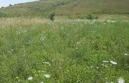 Teren extravilan, zona strazii Stejarului