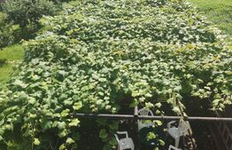 Descoperă casa visurilor tale (200mp utili plus teren 1100mp)- O oază verde independentă energetic cu 2 garaje mari! zona Hălchiu