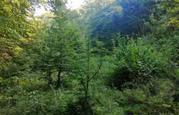 Teren extravilan de vanzare, 11600 mp, Popesti