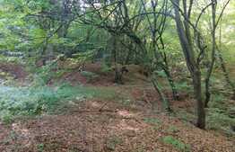 Teren extravilan de vanzare, 11600 mp, Popesti