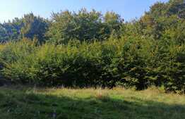 Teren extravilan de vanzare, 11600 mp, Popesti