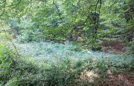 Teren extravilan de vanzare, 11600 mp, Popesti