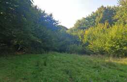 Teren extravilan de vanzare, 11600 mp, Popesti