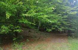 Teren extravilan de vanzare, 11600 mp, Popesti