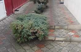 Casa individuala cu hala productie, zona Iris