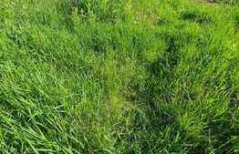 Casa 3 camere, 720 mp teren, zona Somesului