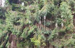 Teren intravilan 800 mp la Belis, cu Cabana pe el.