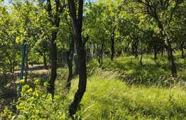 Oportunitate! Teren 3174 mp, cu priveliste! Grigorescu, zona Donath, pentru construit casa!