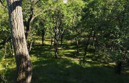 Oportunitate! Teren 3174 mp, cu priveliste! Grigorescu, zona Donath, pentru construit casa!