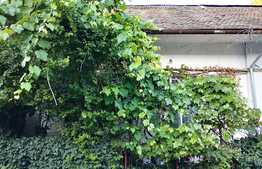 Casa centrala, 51 mp, zona Piata Mihai Viteazul