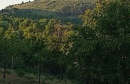 Teren intravilan 800 mp cu autorizatie constructie, Ciurila 