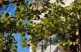 Oportunitate! Casa 200 mp, teren 442 mp, Gruia