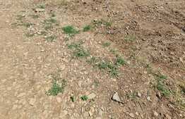 Teren intravilan cu proiect de hala, 1800 mp, Floresti