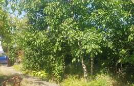 Teren intravilan 446 mp, casa demolabila, zona Cipariu 