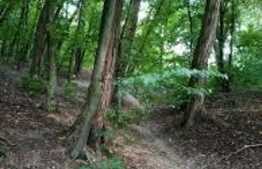 Teren 72450 mp in padure, Domeniul Regilor