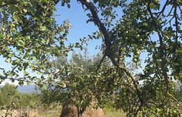 Teren intravilan de 2.187 mp, Vulcan