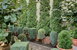  Casa individuala 180 mp, teren 250 mp, Marasti