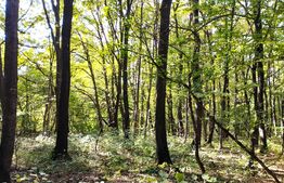 Teren intravilan 3387 mp, zona Faget