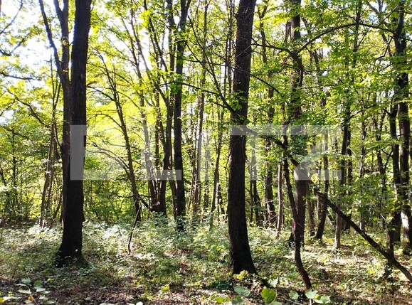 Teren de vânzare Făget - 97541TV | BLITZ Cluj-Napoca | Poza3