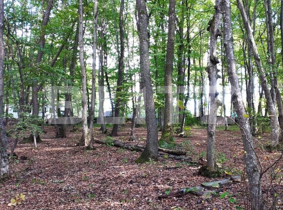 Teren de vânzare Făget - 97541TV | BLITZ Cluj-Napoca | Poza2