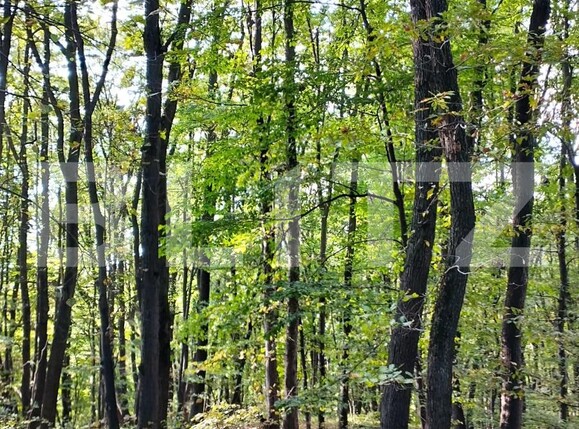 Teren de vânzare Făget - 97541TV | BLITZ Cluj-Napoca | Poza4