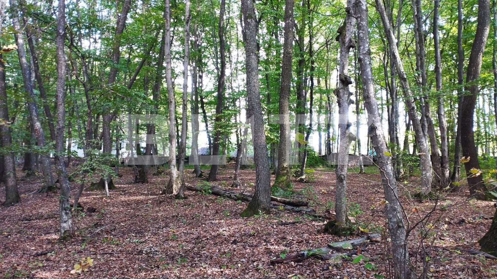 Teren de vânzare Făget - 97541TV | BLITZ Cluj-Napoca | Poza2