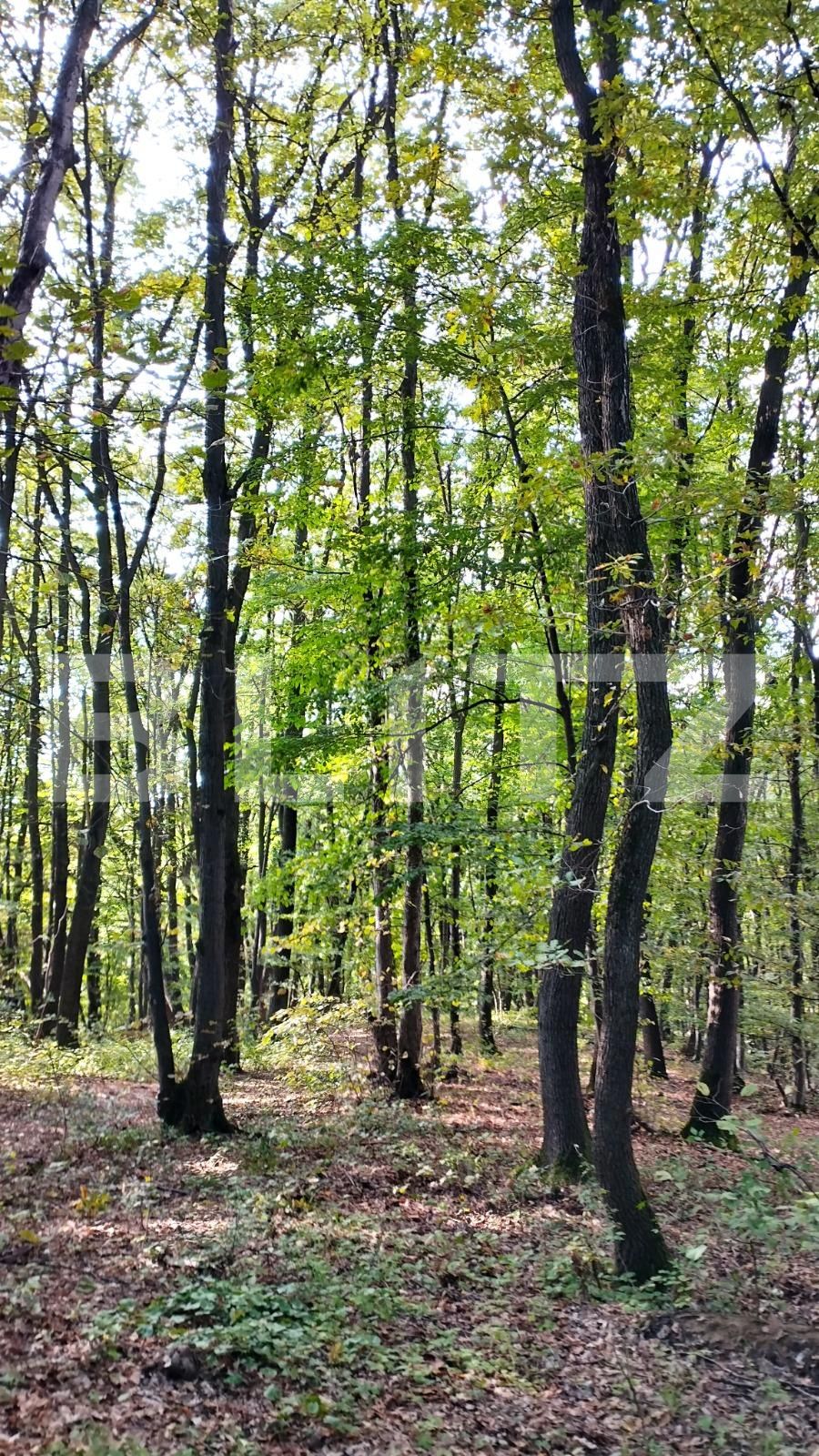 Teren de vânzare Făget - 97541TV | BLITZ Cluj-Napoca | Poza4