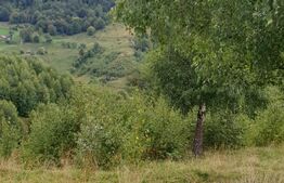 Teren extravilan, 6.077 mp, Moieciu Pestera