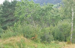 Teren extravilan, 6.077 mp, Moieciu Pestera