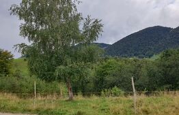 Teren extravilan, 6.077 mp, Moieciu Pestera