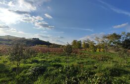 Casa de vanzare, 3212 mp teren, In Caianu-Vama!