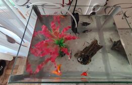 Casa de vanzare, 3212 mp teren, In Caianu-Vama!