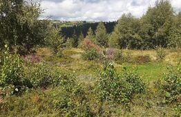 Teren extravilan, potential turistic, 7000 mp, in zona Maguri-Racatau