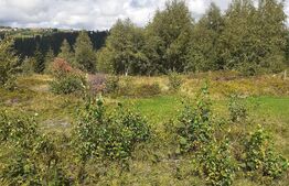 Teren extravilan, potential turistic, 7000 mp, in zona Maguri-Racatau