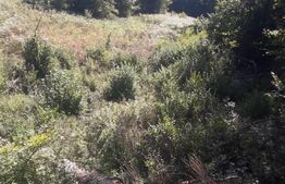 Teren partial intravilan 7 ha in Muntii Apuseni com. Sohodol