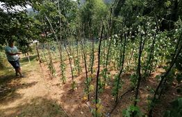 Casa 130 mp utili 7 camere 1 bucatarie 2 bai si gradina Zona  Cugir