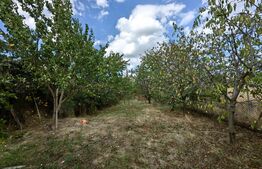 Casă 3 camere, 1000 mp teren, zona Sebeș - Grivița