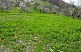 Casa individuala, 5500 mp teren, zona Vintu de Jos, Inuri