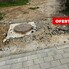 Teren de vânzare Bărăbanț - 138874TV - Poza 1 din 2 | BLITZ Alba Iulia | Poza2
