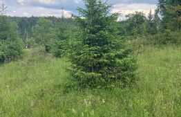 Teren intravilan , 6223 mp, zona Arieseni - Galbena