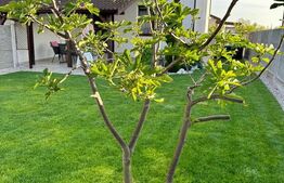 Casa de tip duplex zona Dealul Furcilor