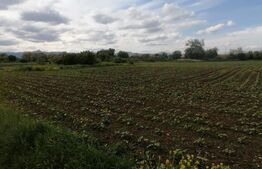 Teren intravilan 5800 mp cu toate utilitatile PUZ hala in Oiejdea