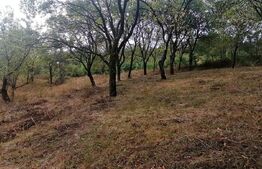 Teren intravilan 3000 mp apa si curent in sat. Inuri