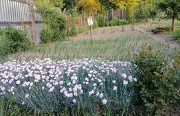 Casă solidă, locuibilă imediat – Blaj, jud. Alba | 3 camere | 120.000 €