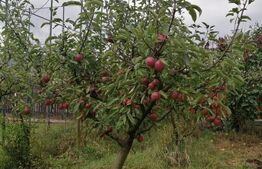 Casa Individuala cu 2 dormitoare , teren generos ,intr-o zona linistita Oc Mures