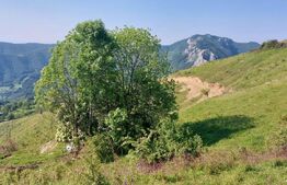 Teren extravilan pentru cabana, 3800 mp, zona-Ramet Transapuseana 