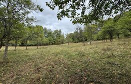 Casă la munte, 15000 mp teren, zona Zlatna - Almasu