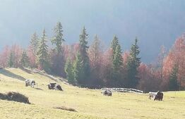 Teren de vanzare, Scarisoara,  ideal pentru cabana 